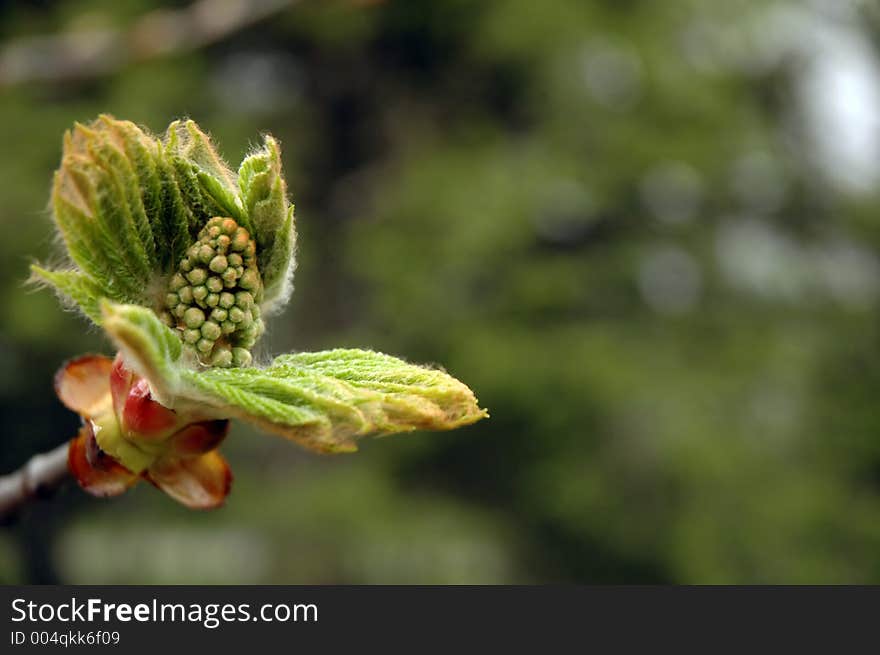 Magnolia Blossom