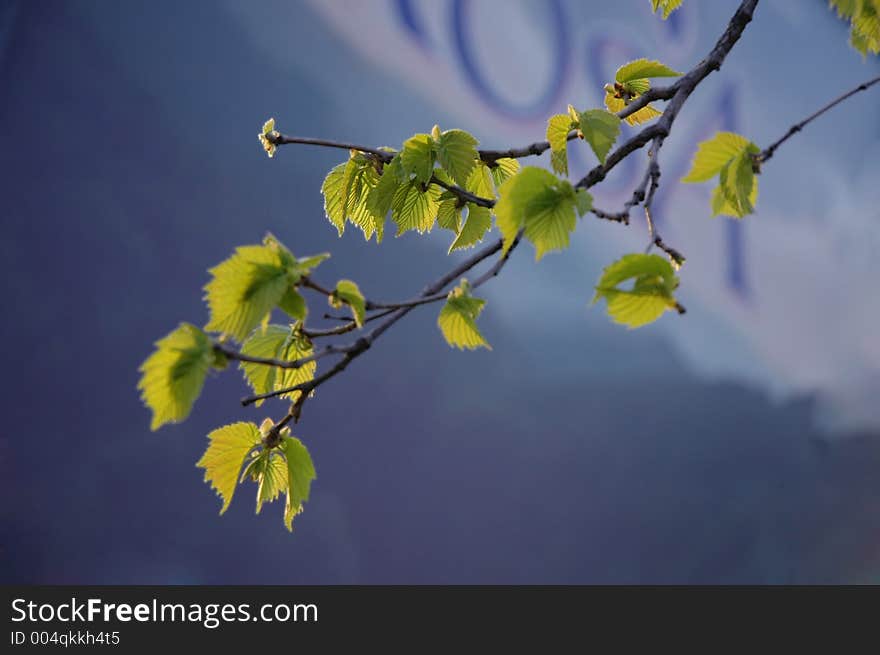 First Leaves Of A Birch