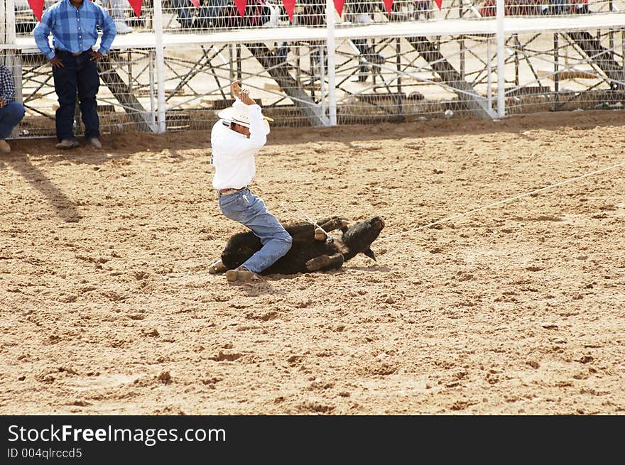 A rodeo participant ties off a calf in the calf roping competition. A rodeo participant ties off a calf in the calf roping competition.