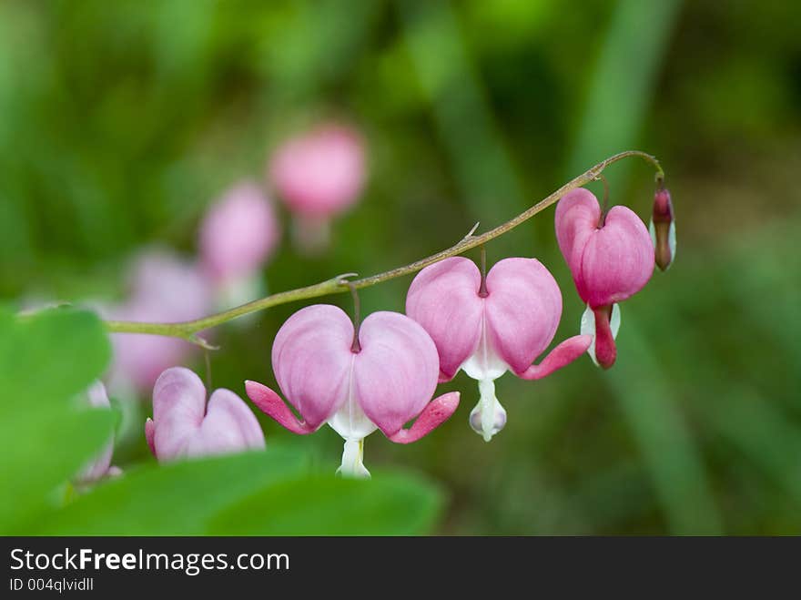 Bleeding Hearts in Bloom. Bleeding Hearts in Bloom