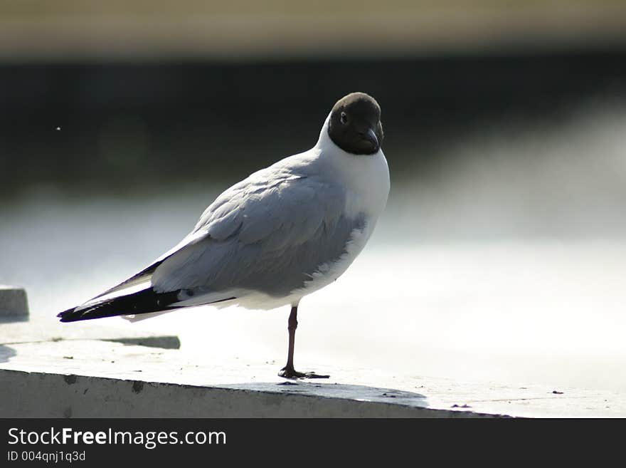 Seagull taking sun bath in the park. Seagull taking sun bath in the park