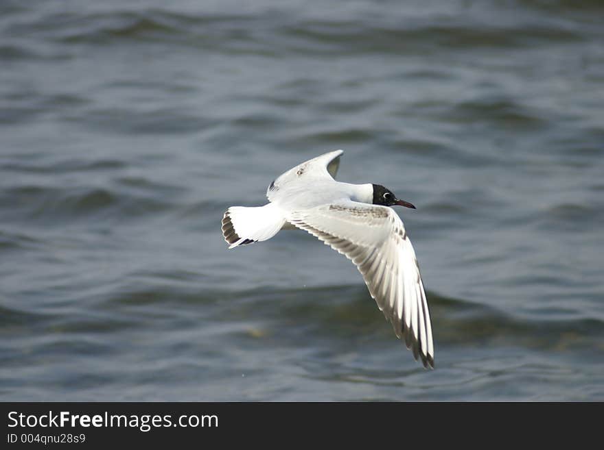 Flying seagull close up