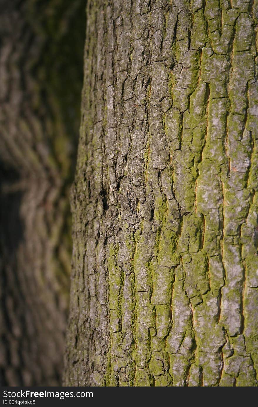 Close-up of a tree cork.