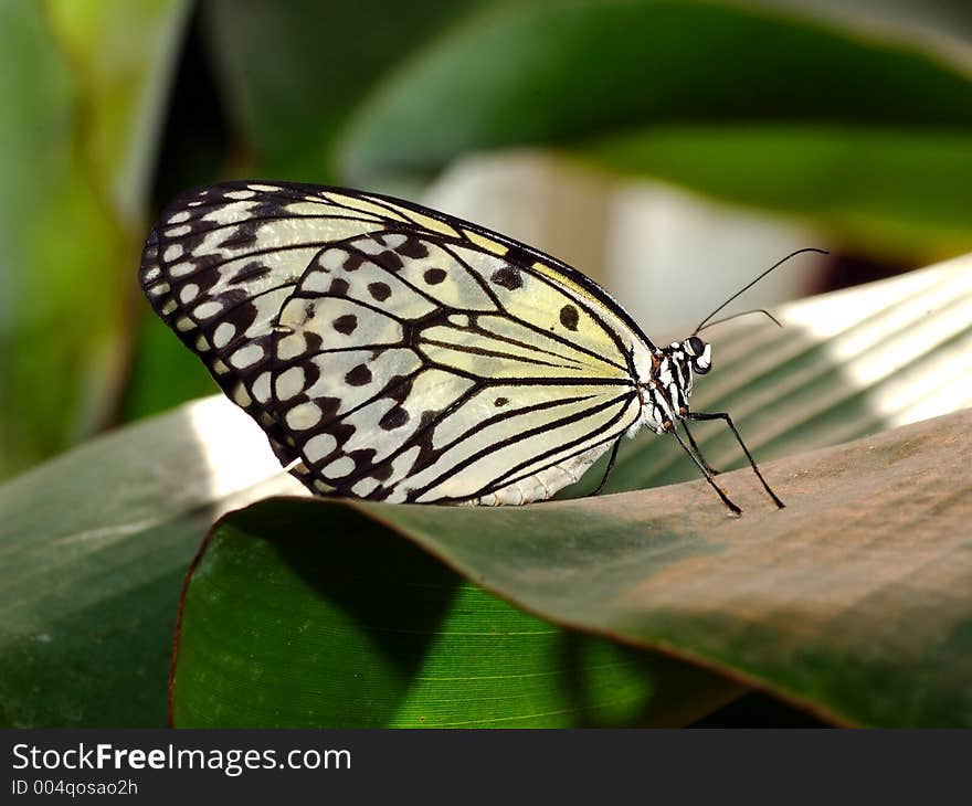 Macro shot of a wonderful white butterfly