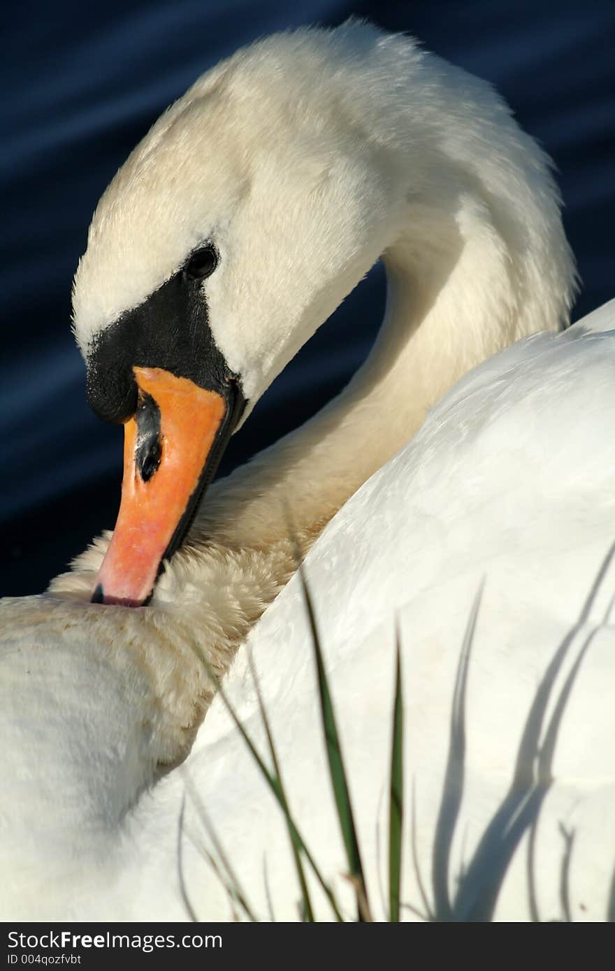 Grooming swan