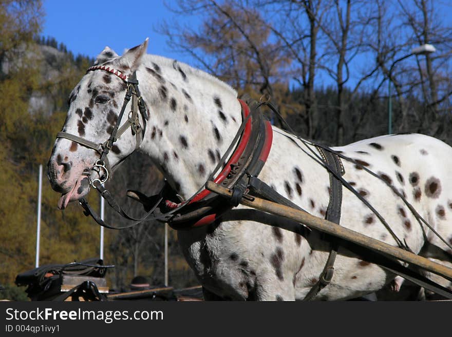 Strange horse looking like dalmatian. Strange horse looking like dalmatian.