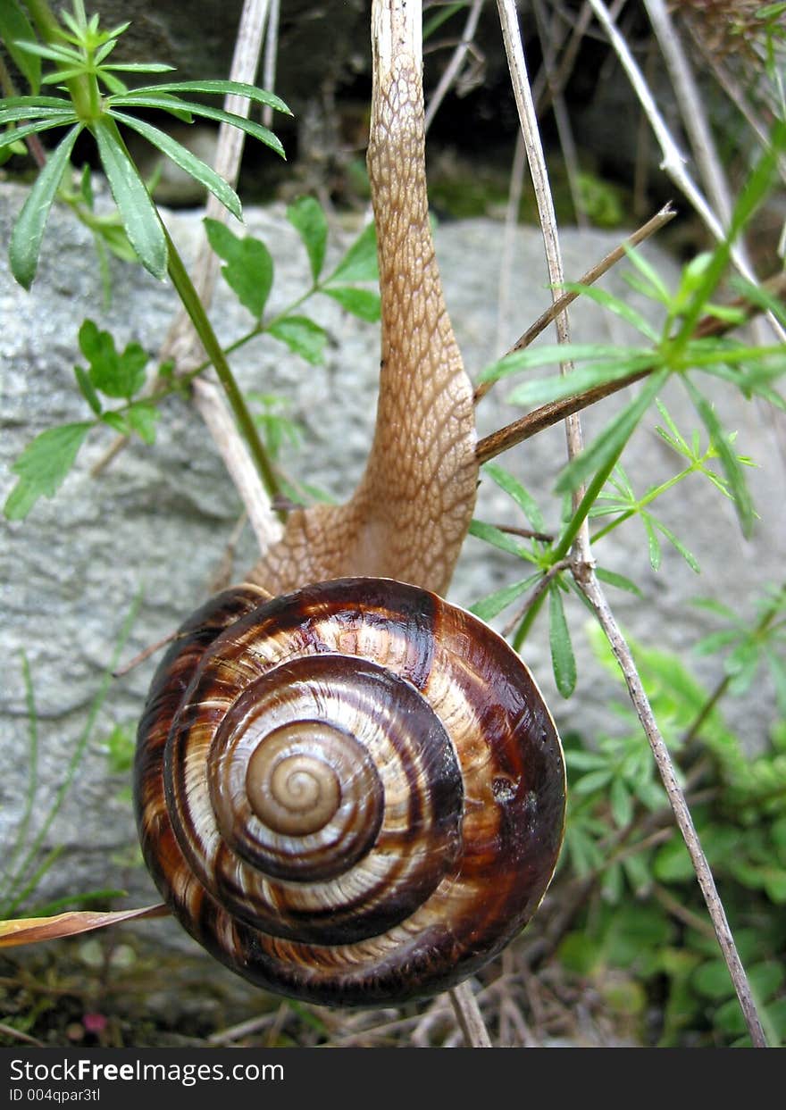 In the mountains on a rainy day found this snail climbing a limb.