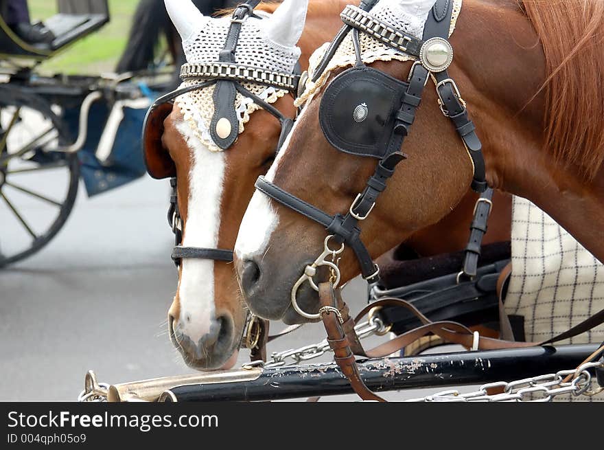 Two carriage horses. Two carriage horses