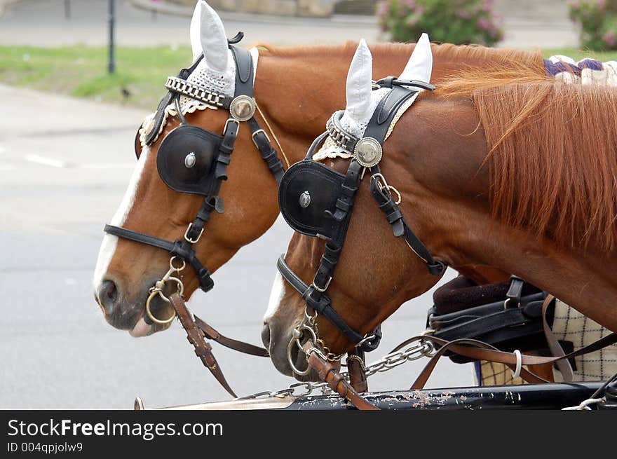 Two carriage horses. Two carriage horses