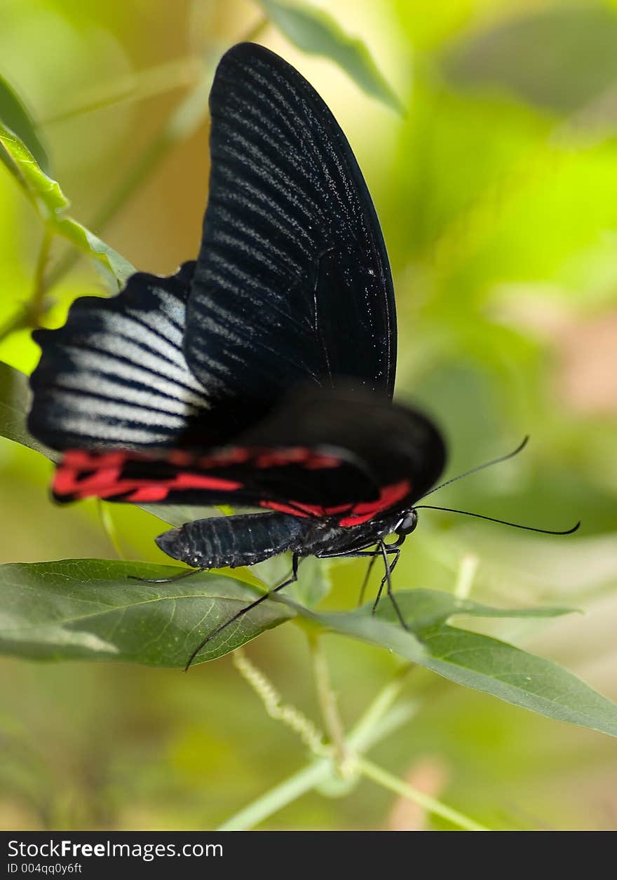 Macro black and red butterfly