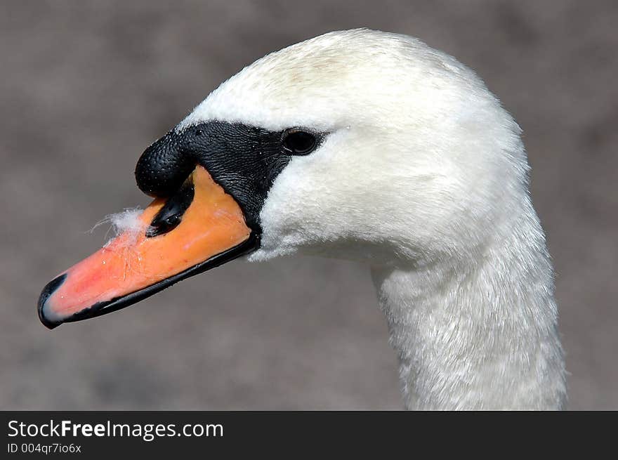 White & black bird. White & black bird