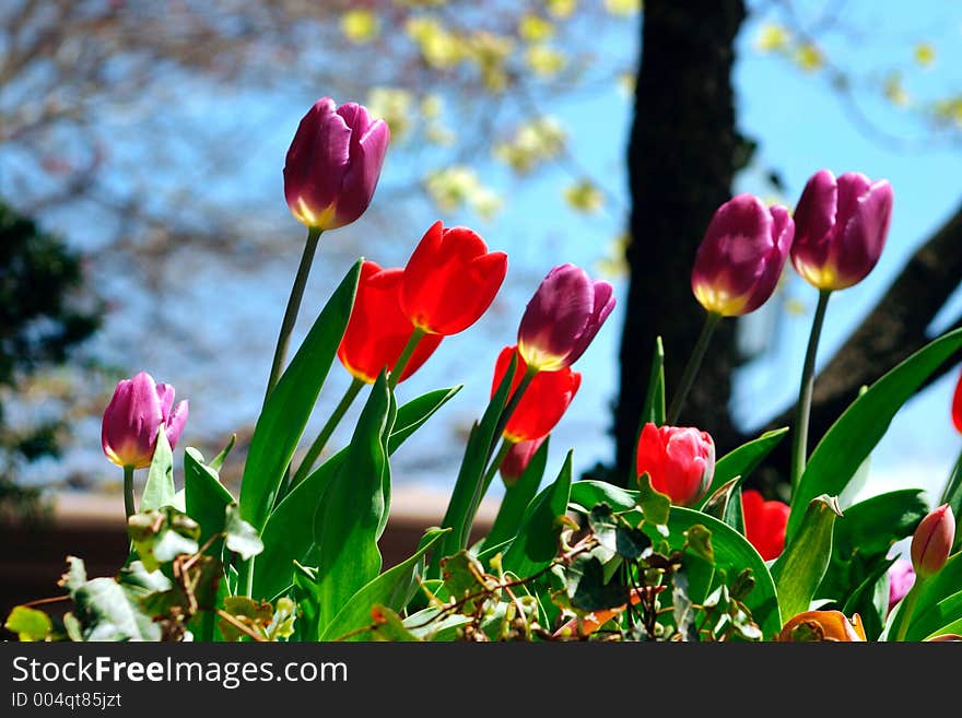 Tulips