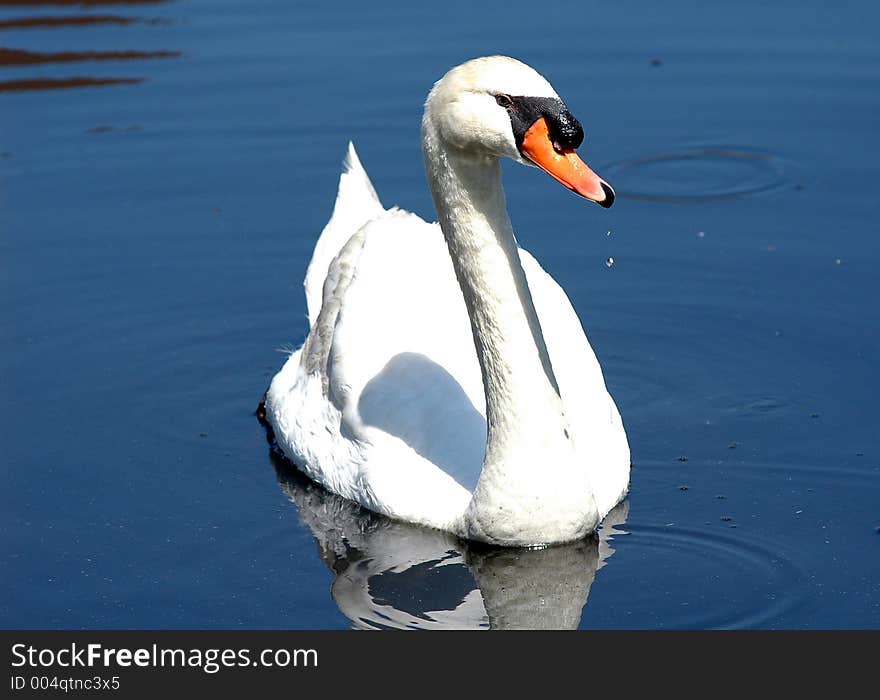 Swimming Swan