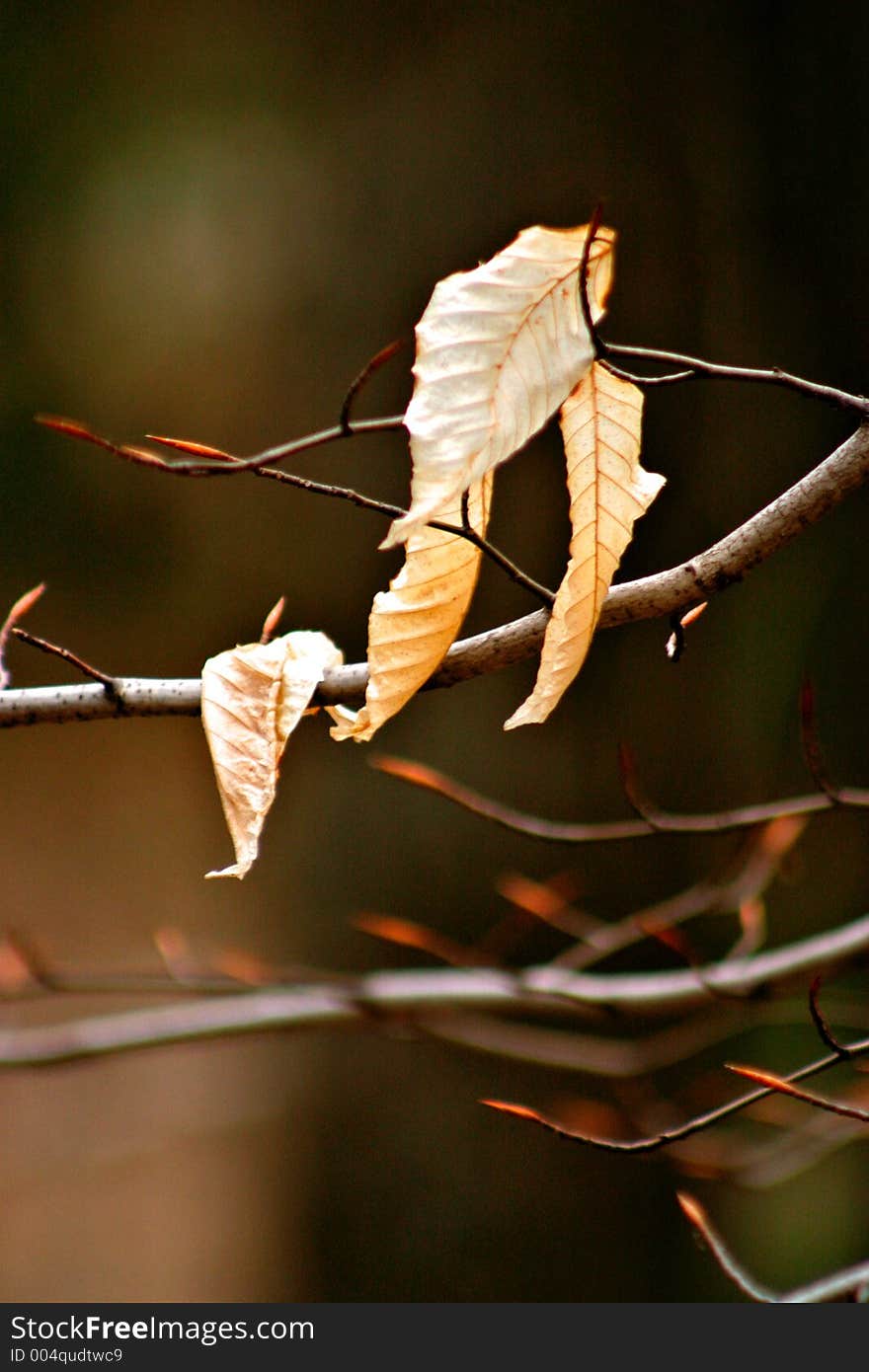 Dry Leaf