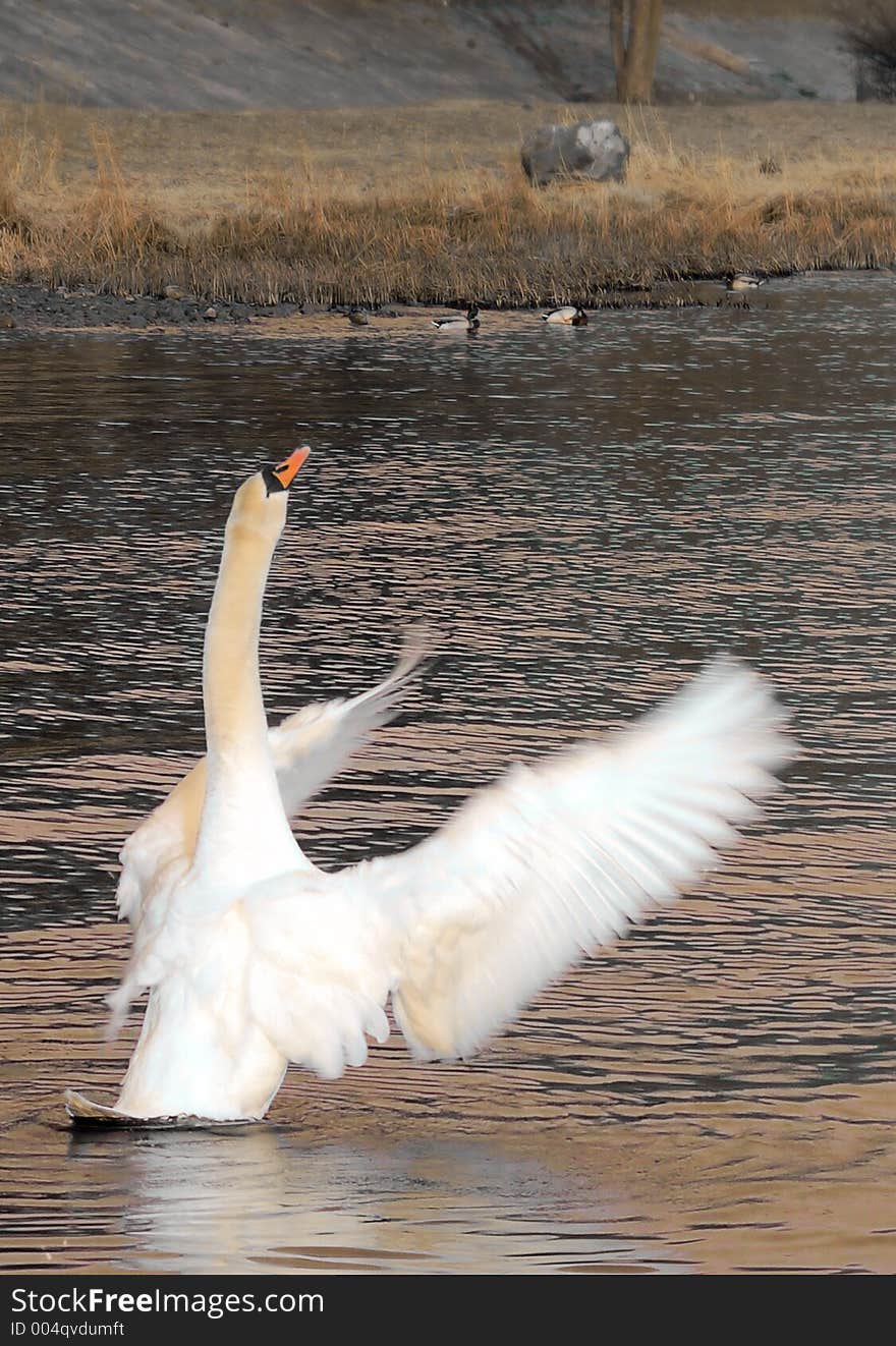 Wild swan jumping out of the water. Wild swan jumping out of the water