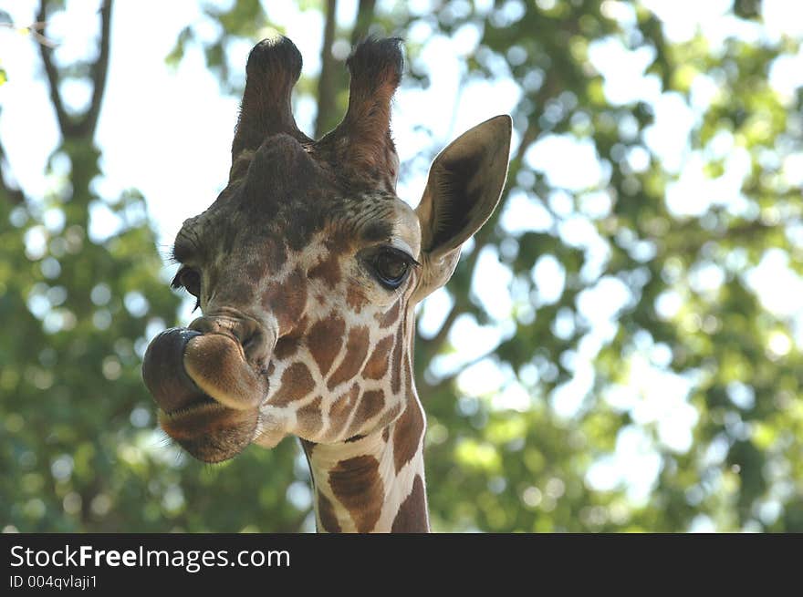 Giraffe licking its lips. Giraffe licking its lips.