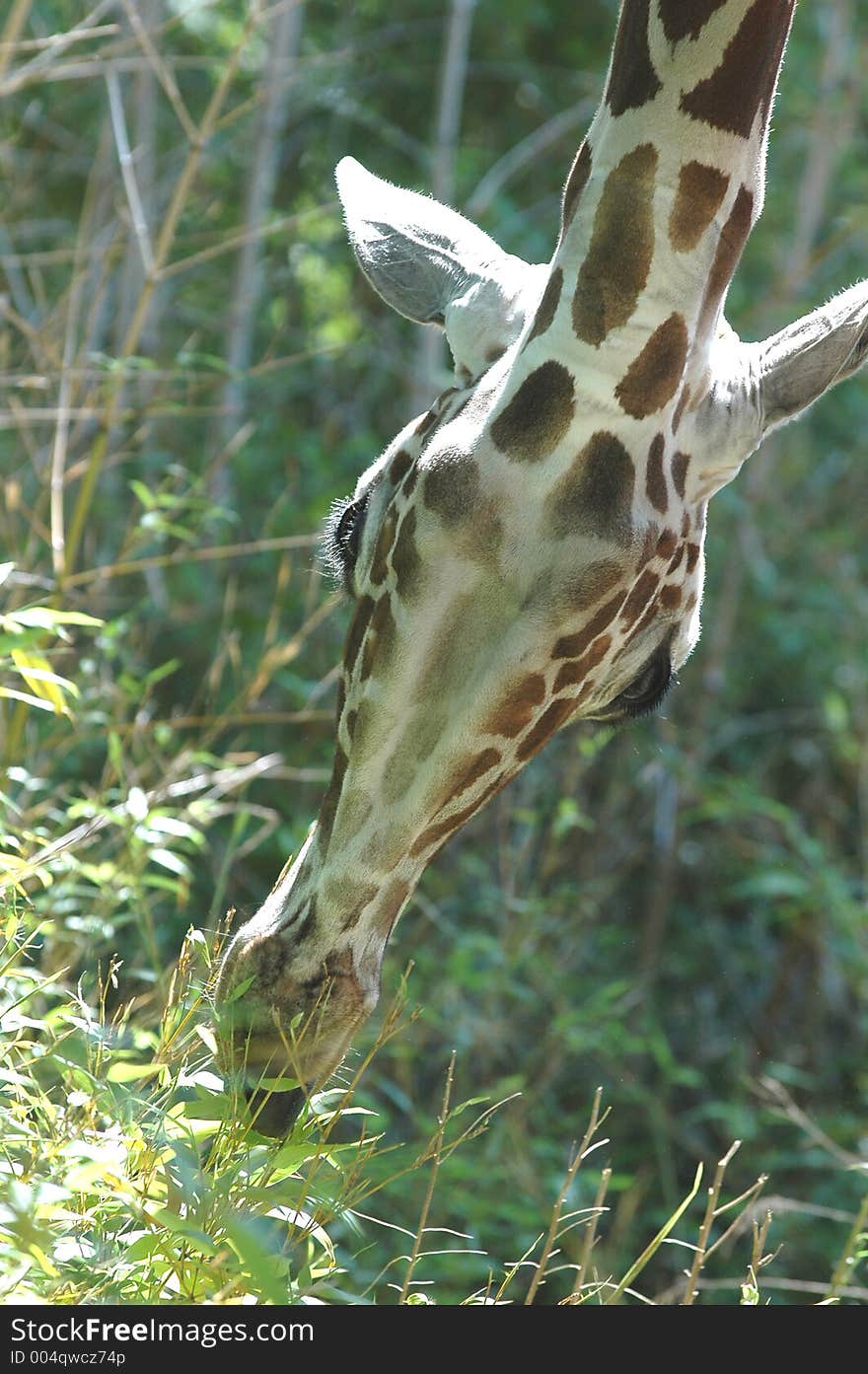 Feeding giraffe. Feeding giraffe