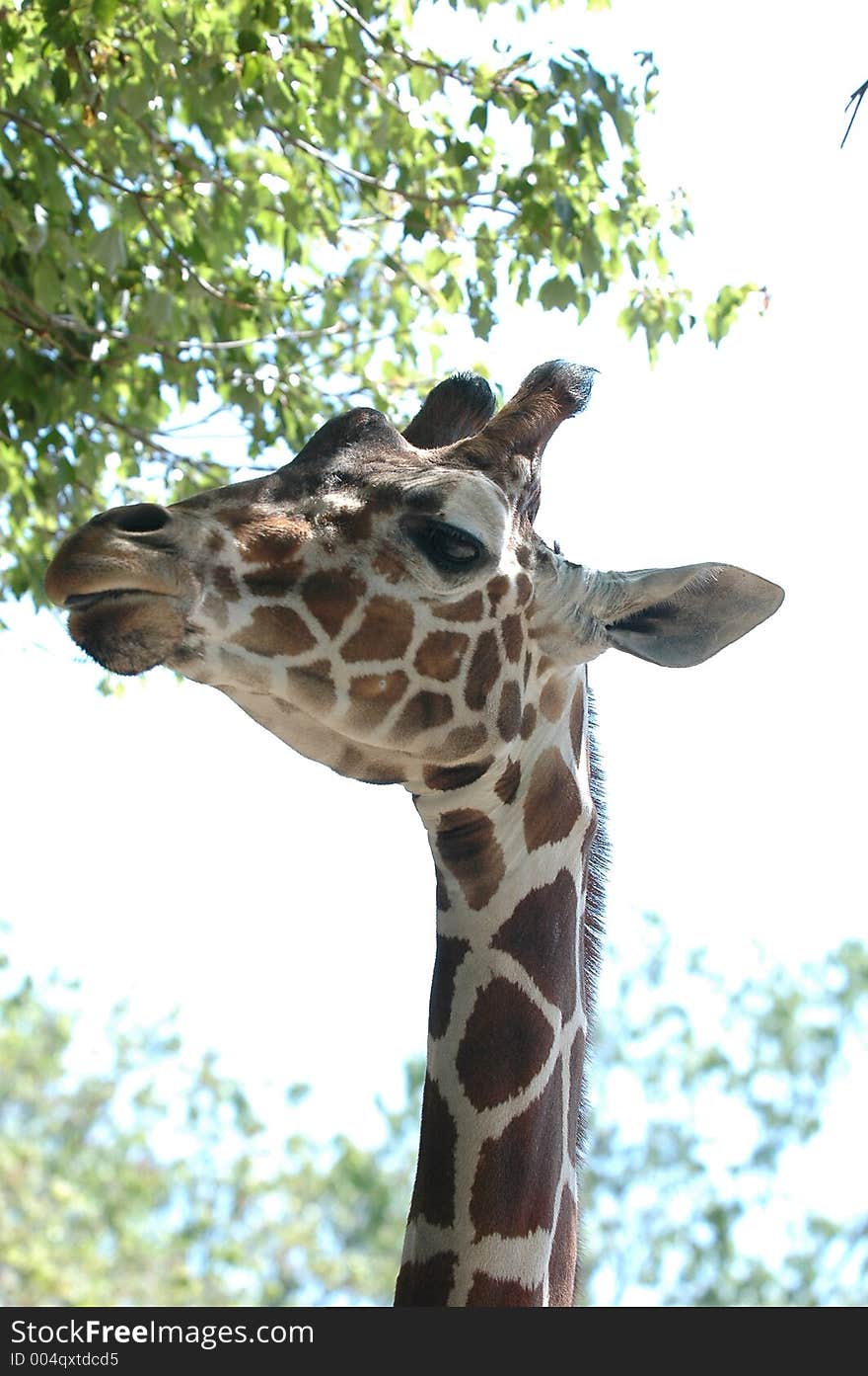 Feeding giraffe. Feeding giraffe