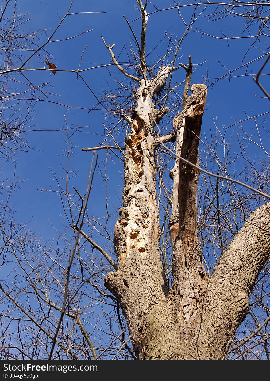 Gnarled tree