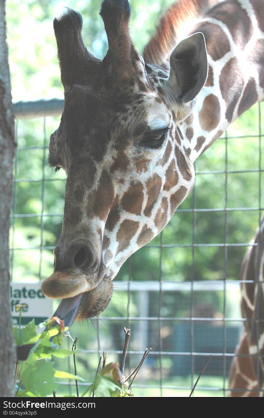 Feeding giraffe. Feeding giraffe