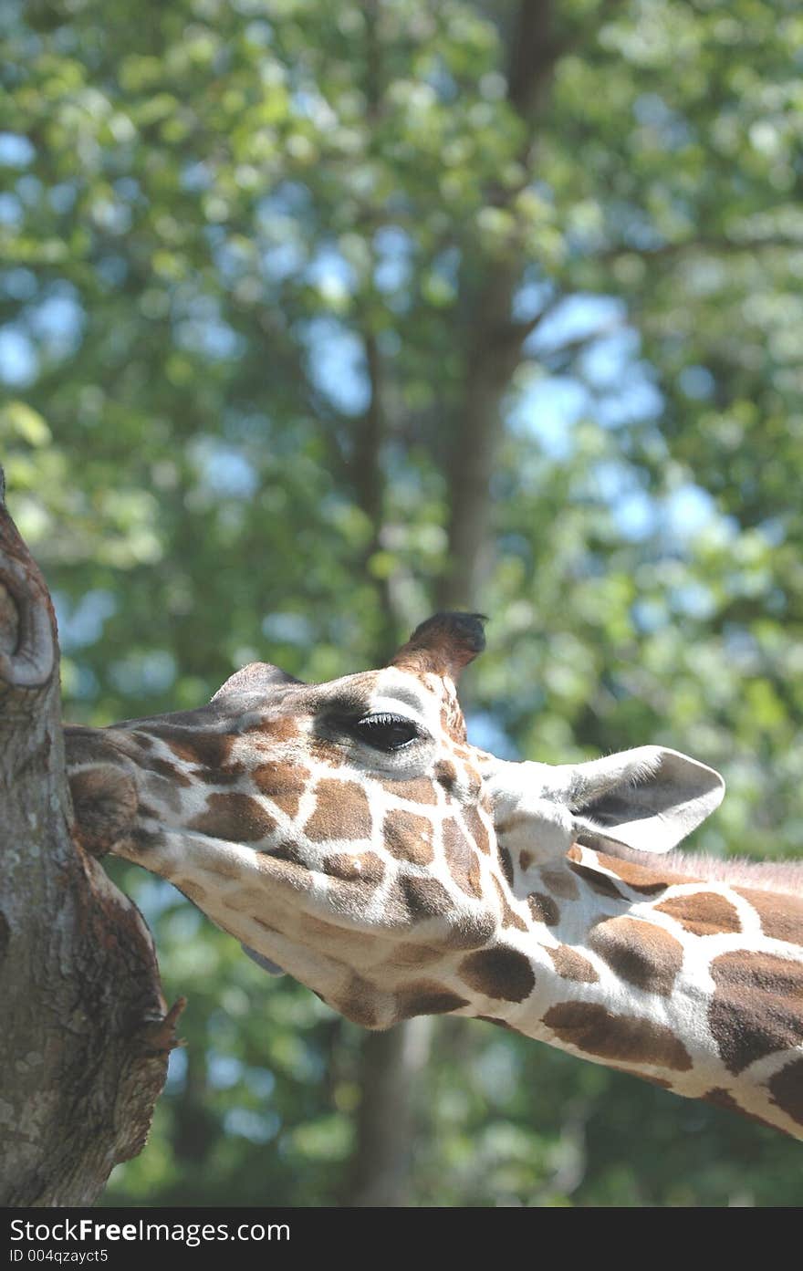 Feeding giraffe. Feeding giraffe