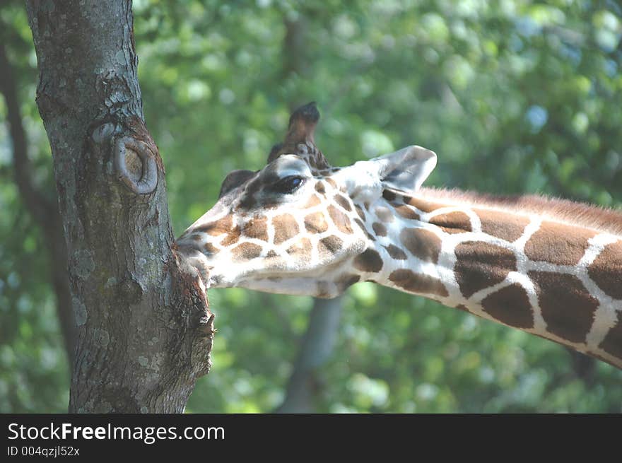 Feeding giraffe. Feeding giraffe