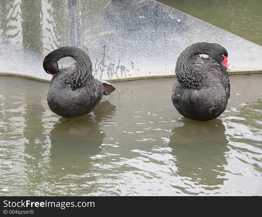 During a walk through the Regent Park in London i was lucky to watch these beautiful black swans. During a walk through the Regent Park in London i was lucky to watch these beautiful black swans.