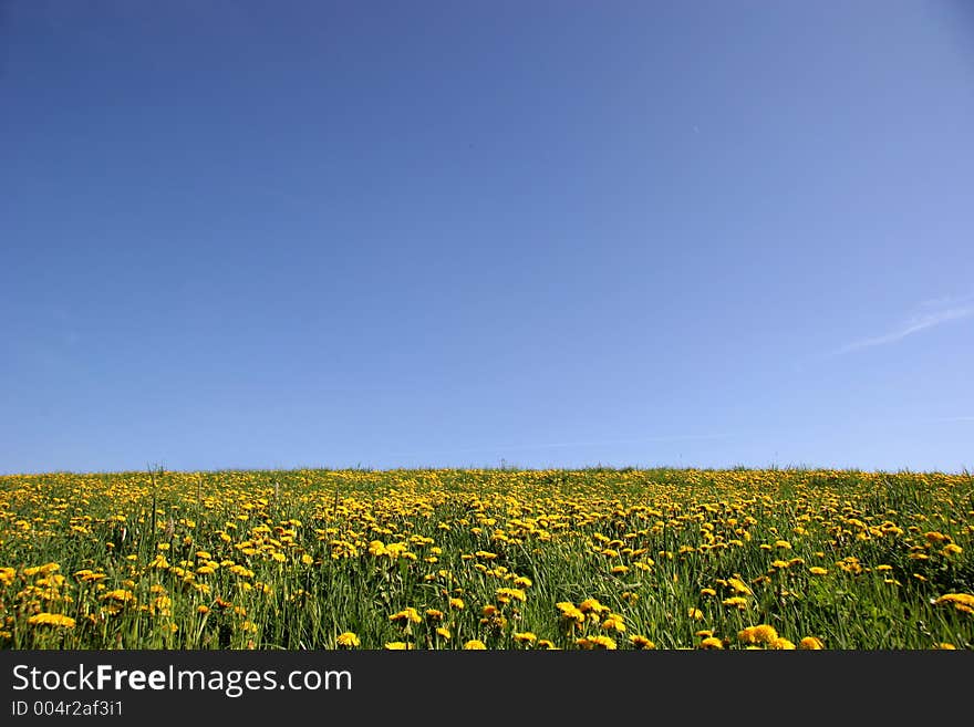 Grassland With Flowers2