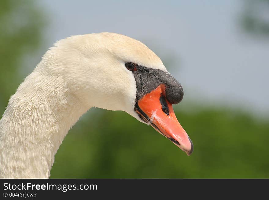 Swans Head