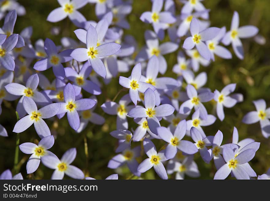 Purple Wild flowers. Purple Wild flowers