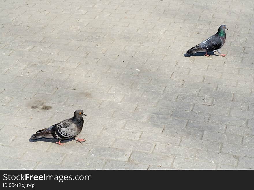 Two doves walk on road. Two doves walk on road