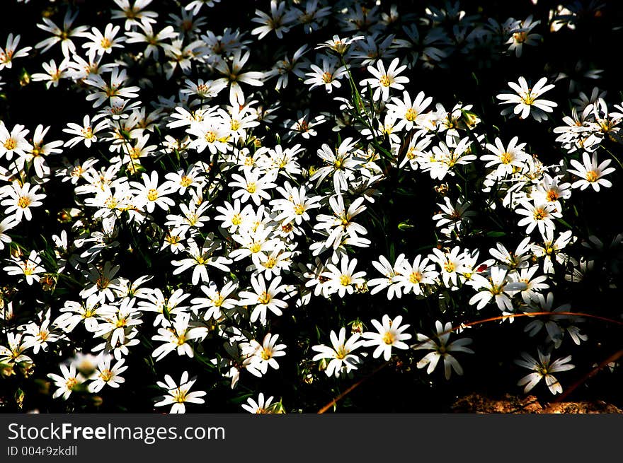 Daisies