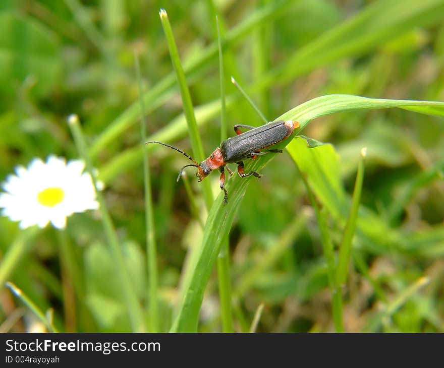 Red bug on grass