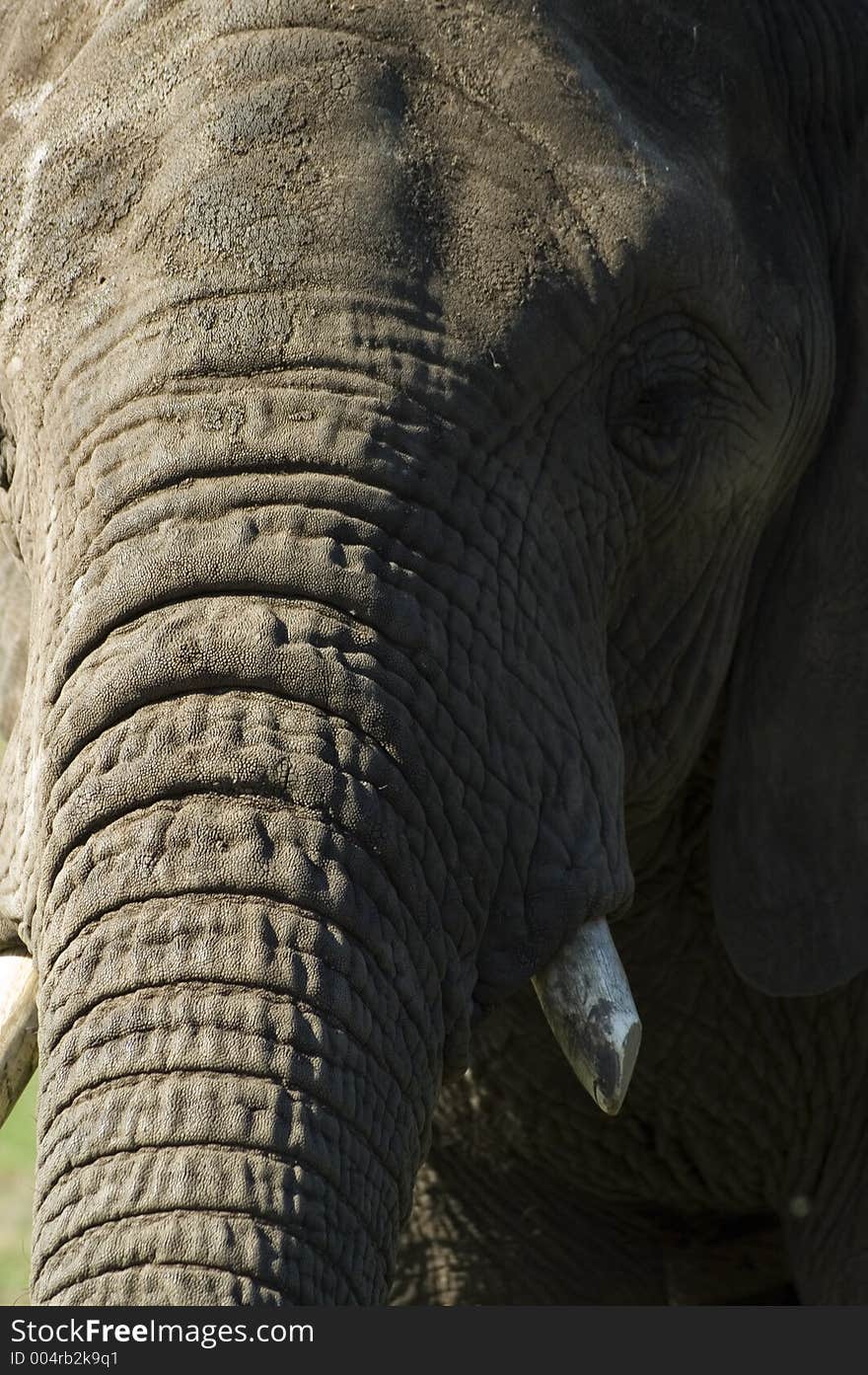 Elephant portrait up close