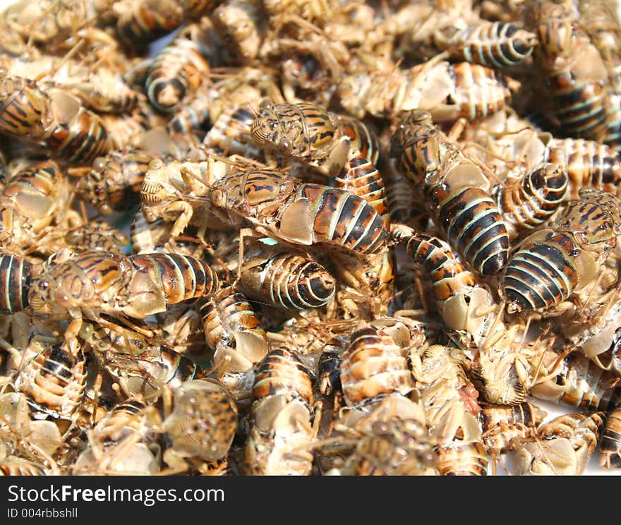 Close-up cicadas. Close-up cicadas.