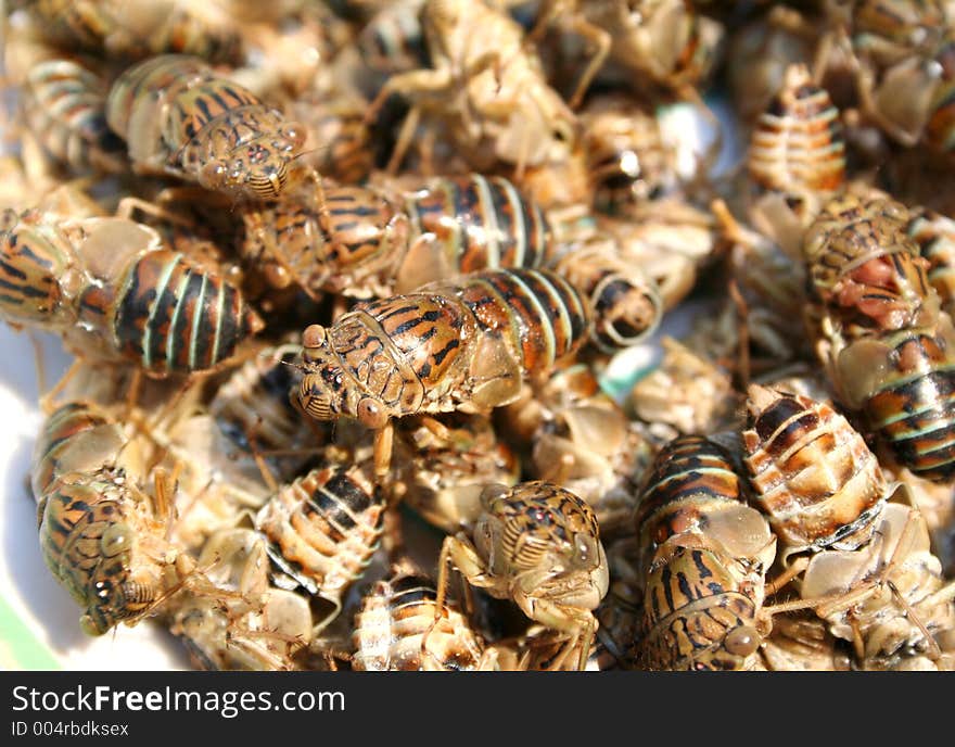 Close-up cicadas. Close-up cicadas.