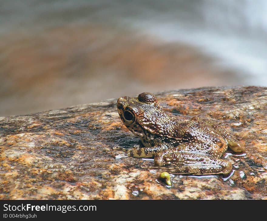 Frog on river rock