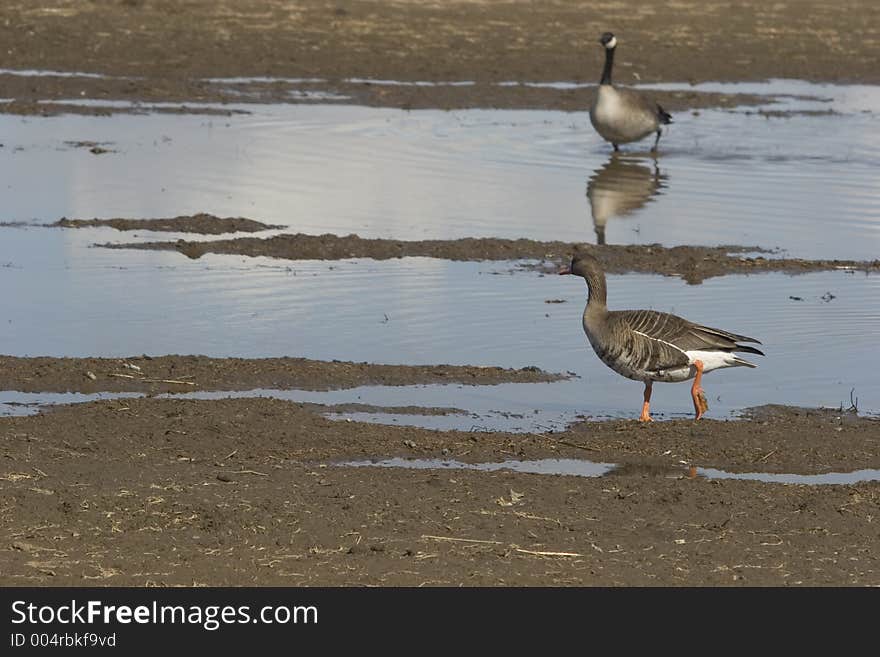 Tundra goose in the foreground and black goose in the background. Seasonal migration 2006. Tundra goose in the foreground and black goose in the background. Seasonal migration 2006