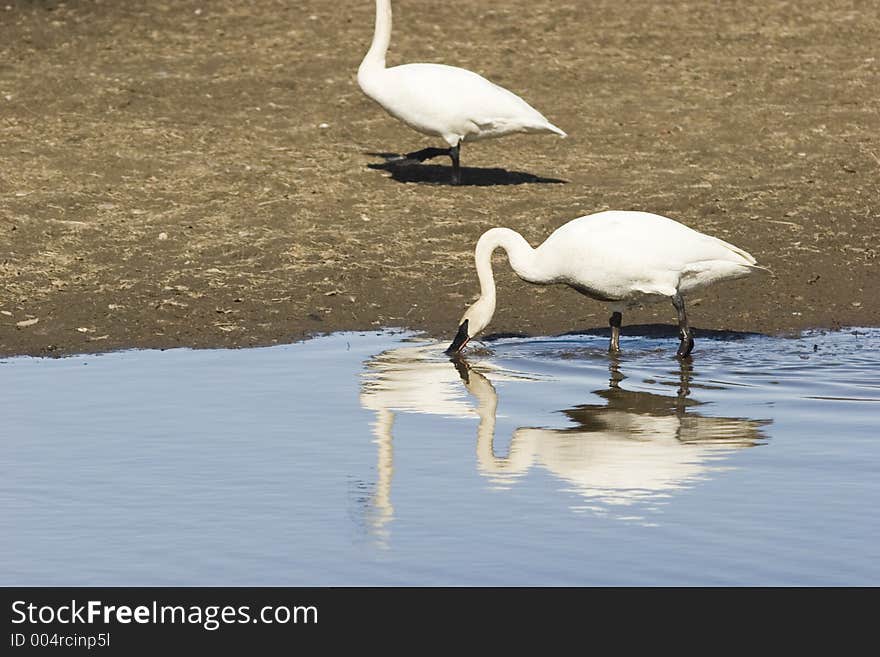 Swan Reflection With Bended Neck