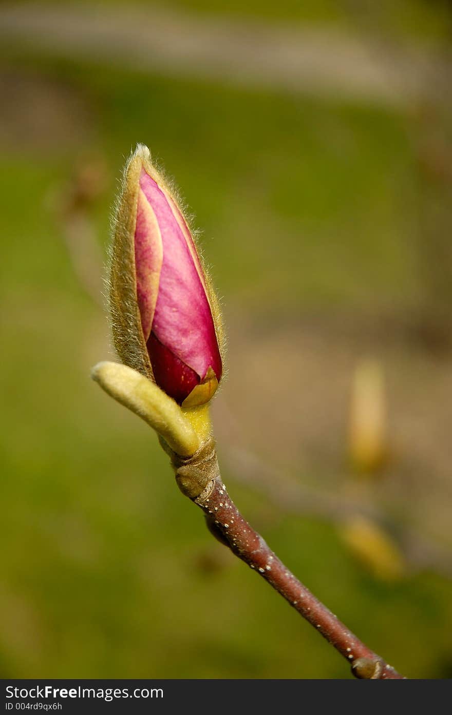 Magnolia tree purple flower bud spring season background. Magnolia tree purple flower bud spring season background