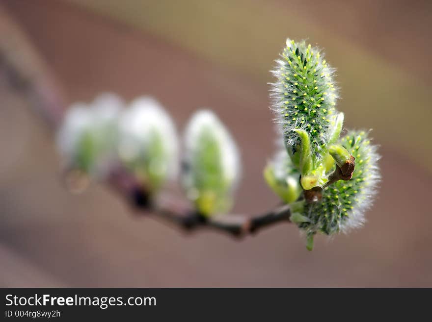 Spring flowering of a willow