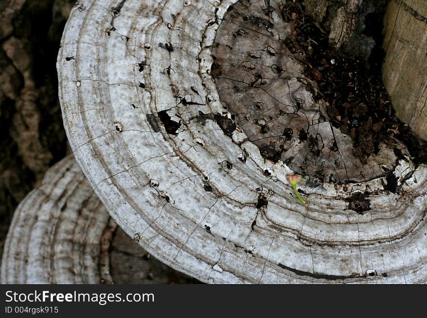 Round (disk) mushrooms on a tree. Round (disk) mushrooms on a tree