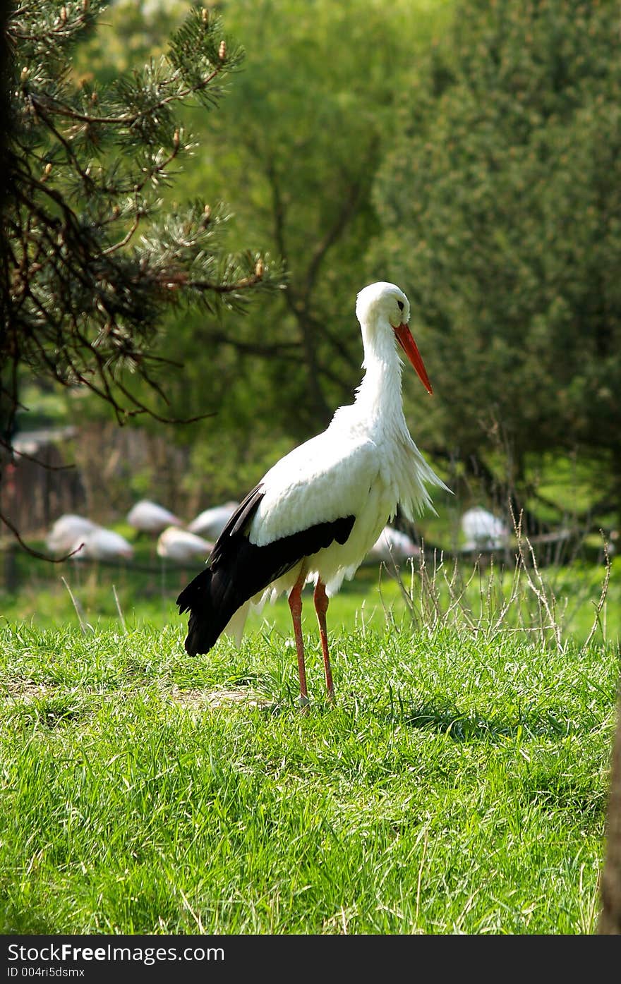 White Stork