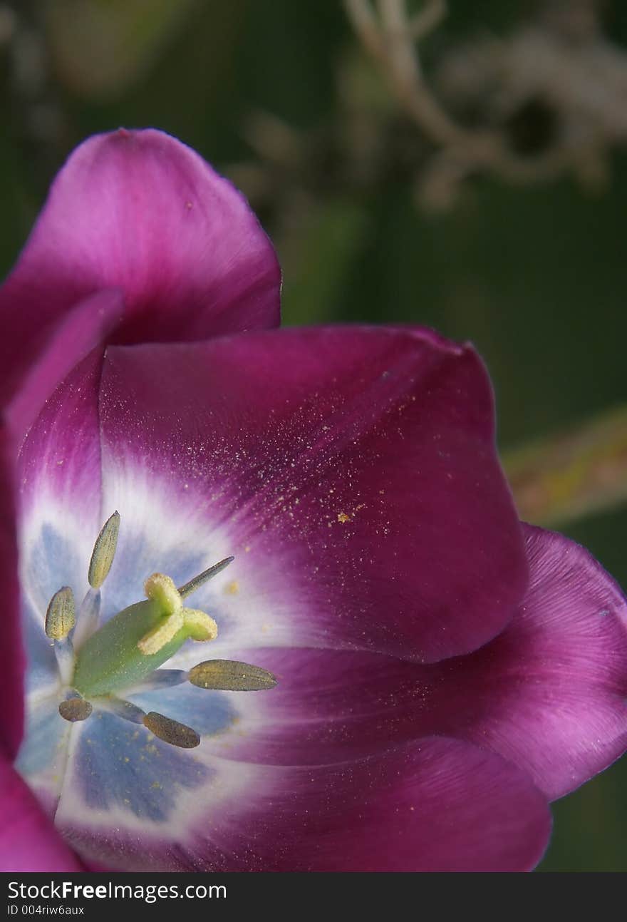 Purple flower with centre in main focus