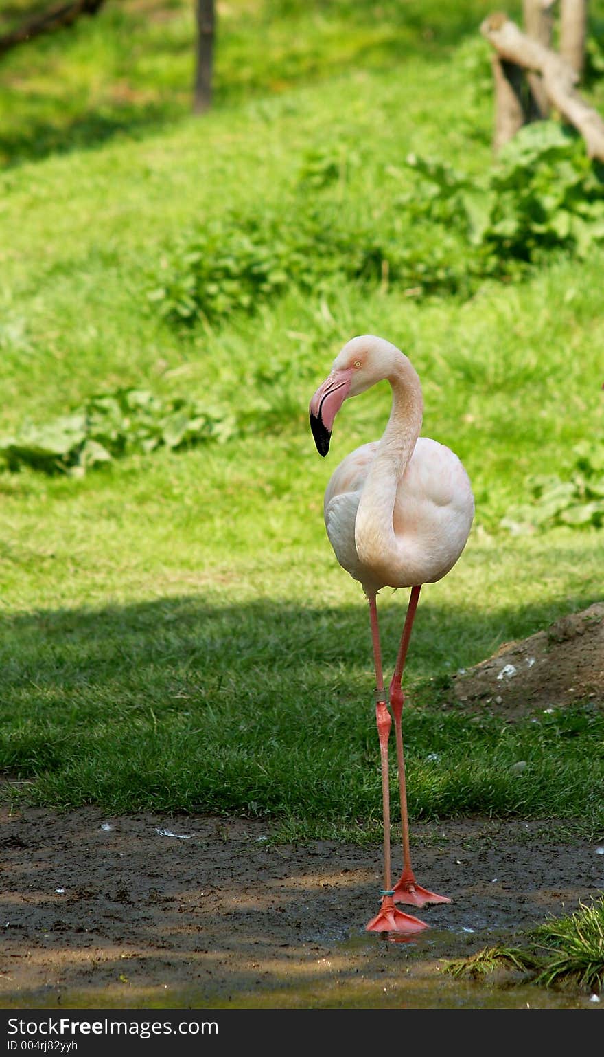 Pink flamingo