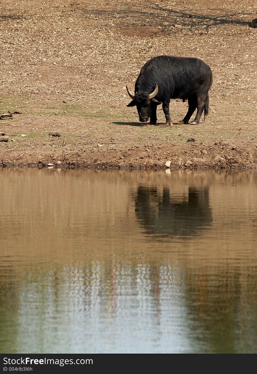 Domestic buffalo