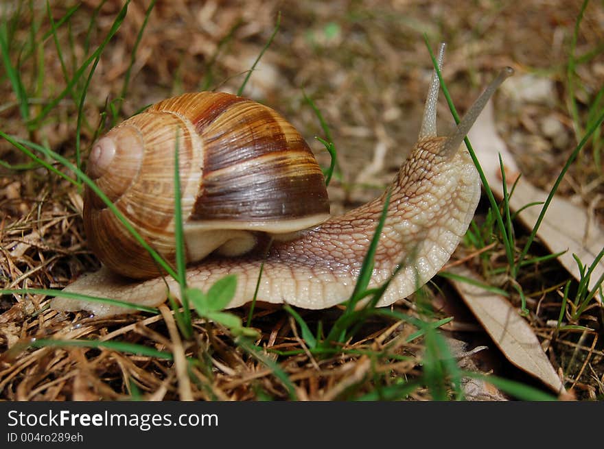 Snail Moving On The Ground