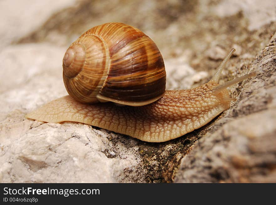 Snail moving on a rock