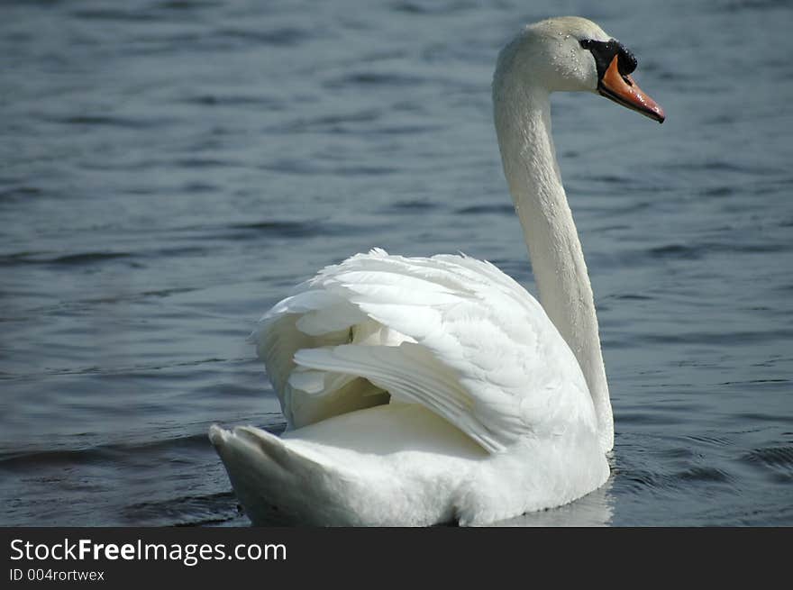 A swimming swan. The swan is swimmming away, but its head is turned to look back.