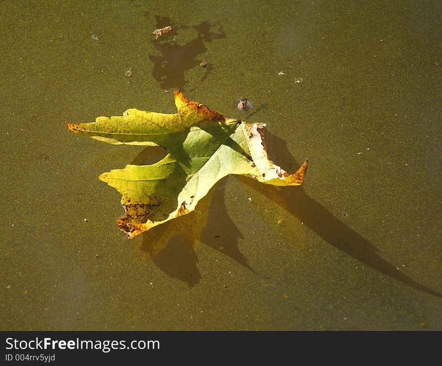 Autumn leaf in a green puddle